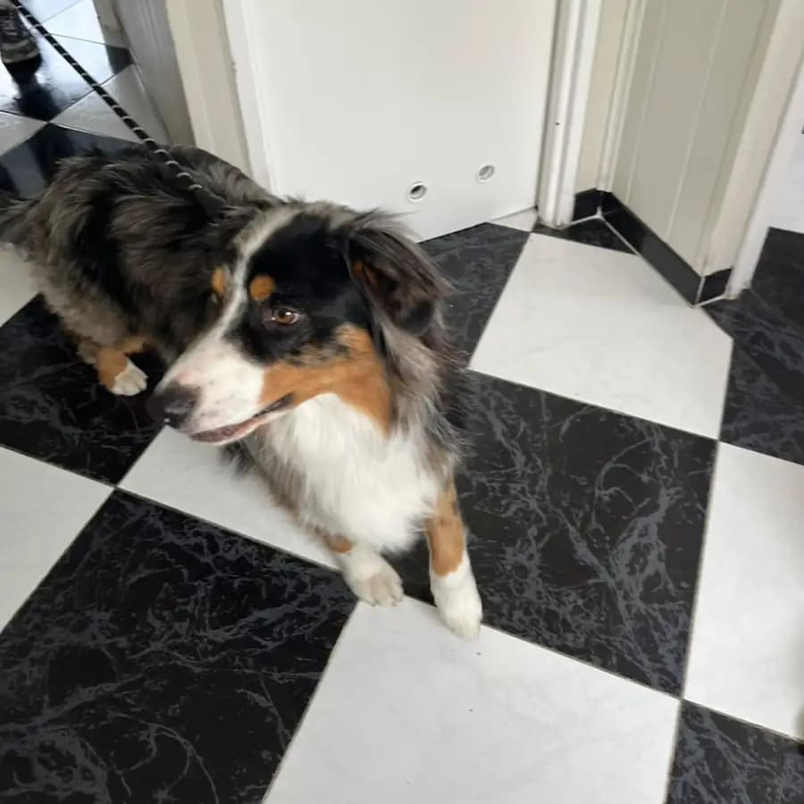 Un berger australien bleu merle sur un carrelage noir et blanc