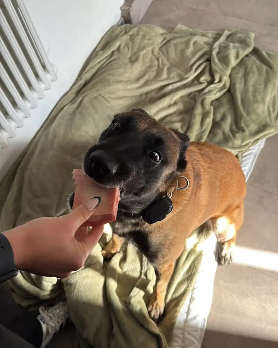 Un jeune malinois assis sur sa couverture, qui croque la friandise qu’on lui tend