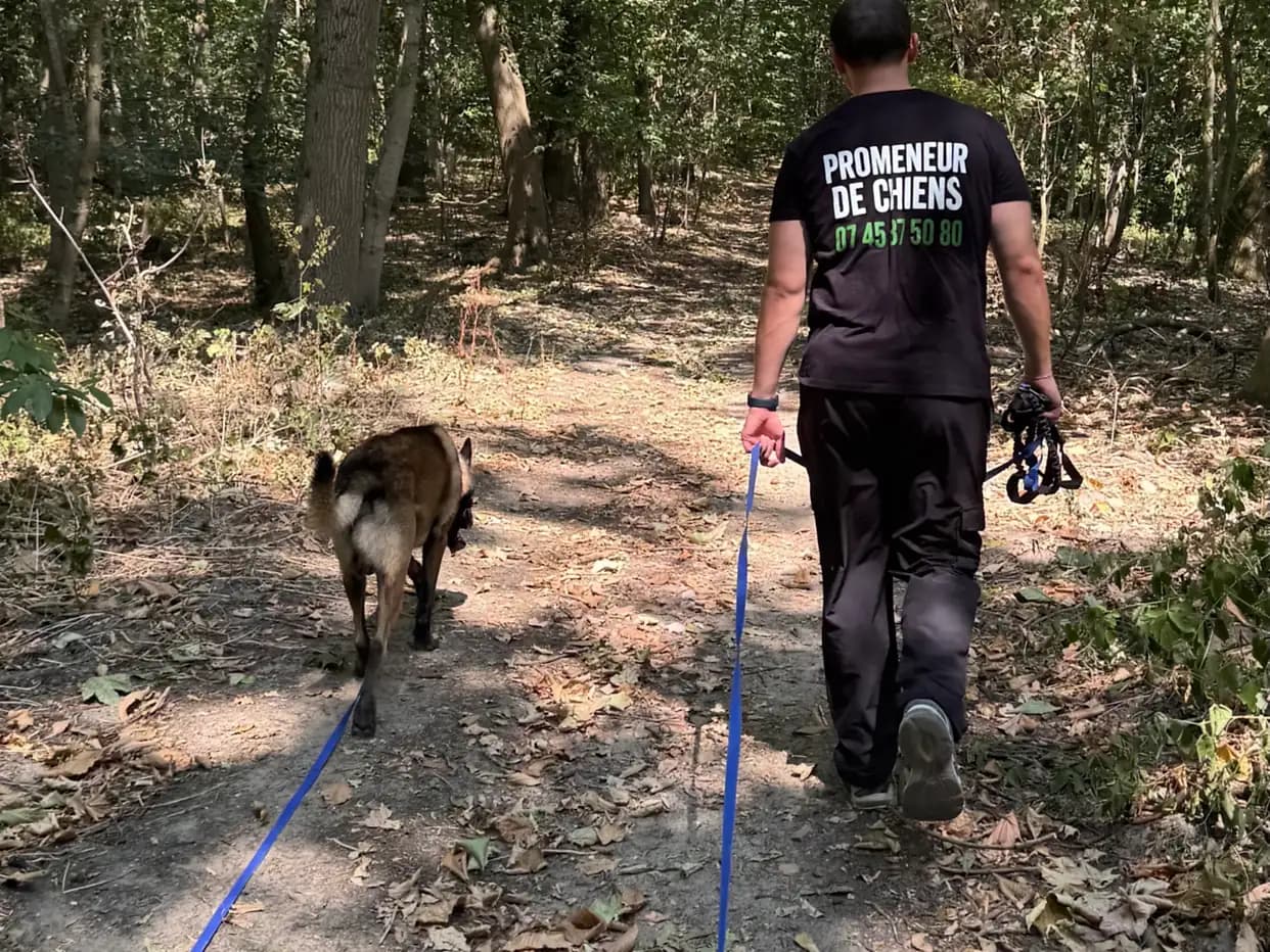 Un promeneur de Dog Aventure de dos, en t-shirt « Promeneur de chiens », marchant en forêt avec un malinois tenu en longe