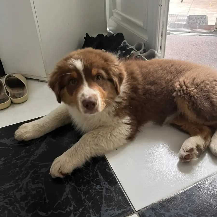 Un chiot berger australien couché sur le carrelage d’une entrée, qui regarde l’objectif