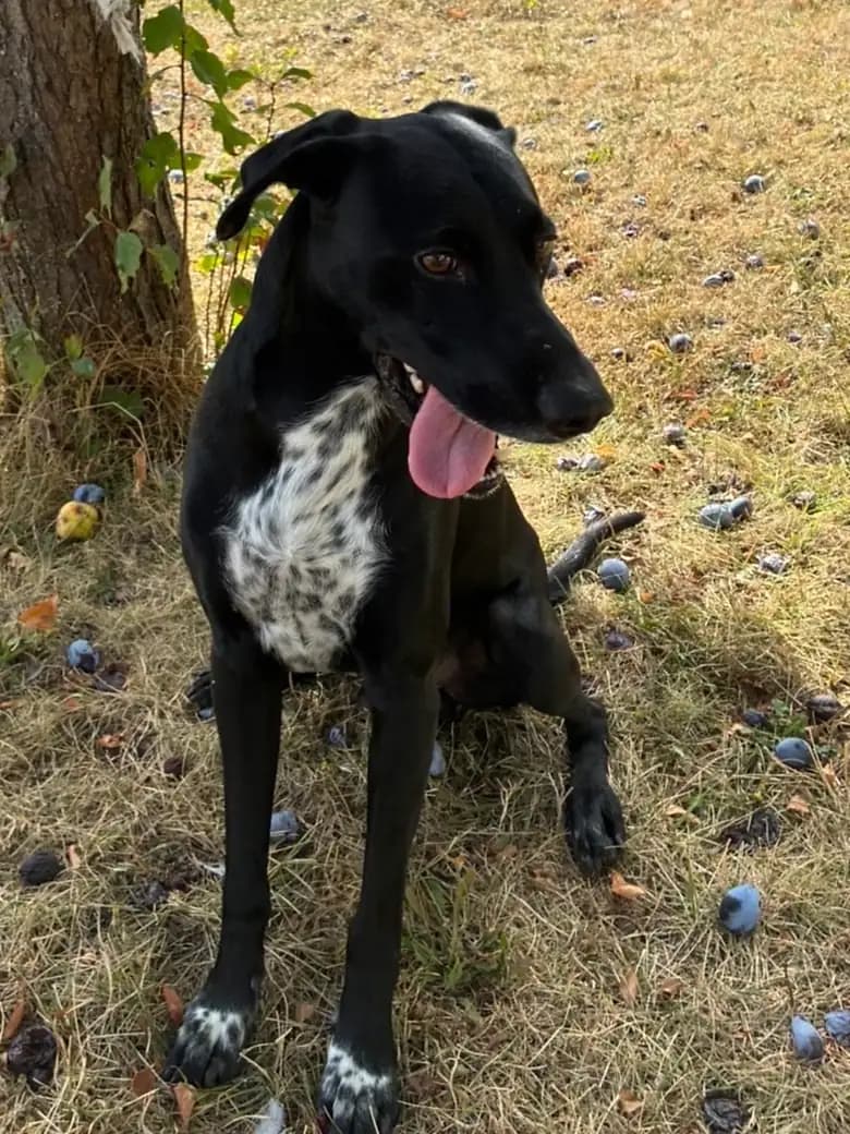 Pain, chien noir au poitrail tacheté de blanc, assis sous un arbre dans un jardin