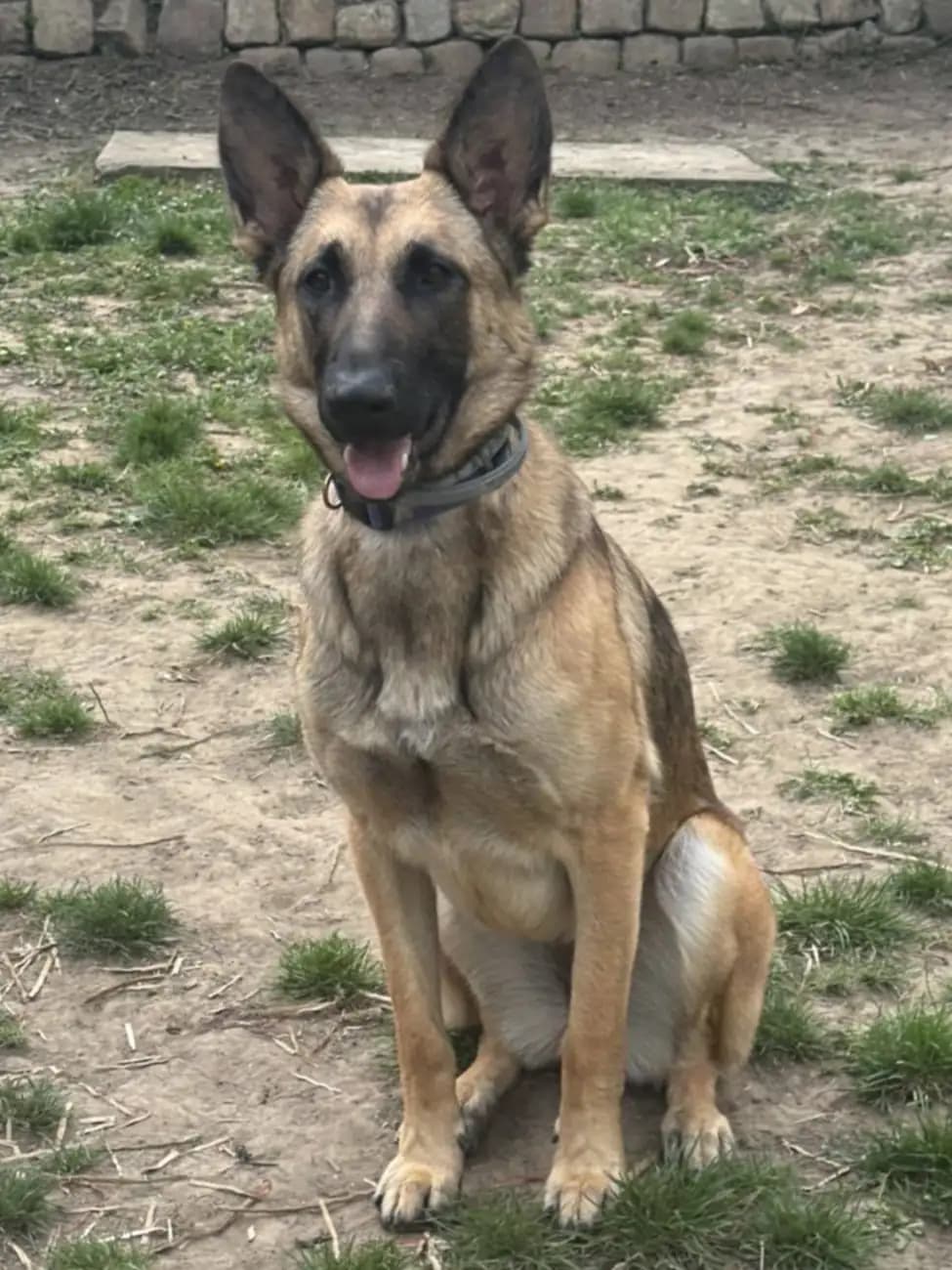 Rubis, chien de berger fauve aux oreilles dressées, assis sur un terrain sablonneux