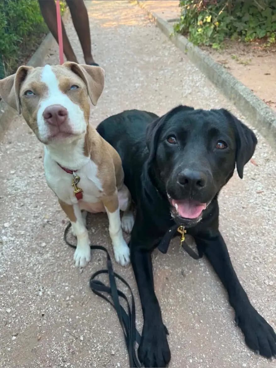 Saïka, labrador noire couchée sur un chemin, à côté d’un autre chien fauve et blanc aux yeux bleus