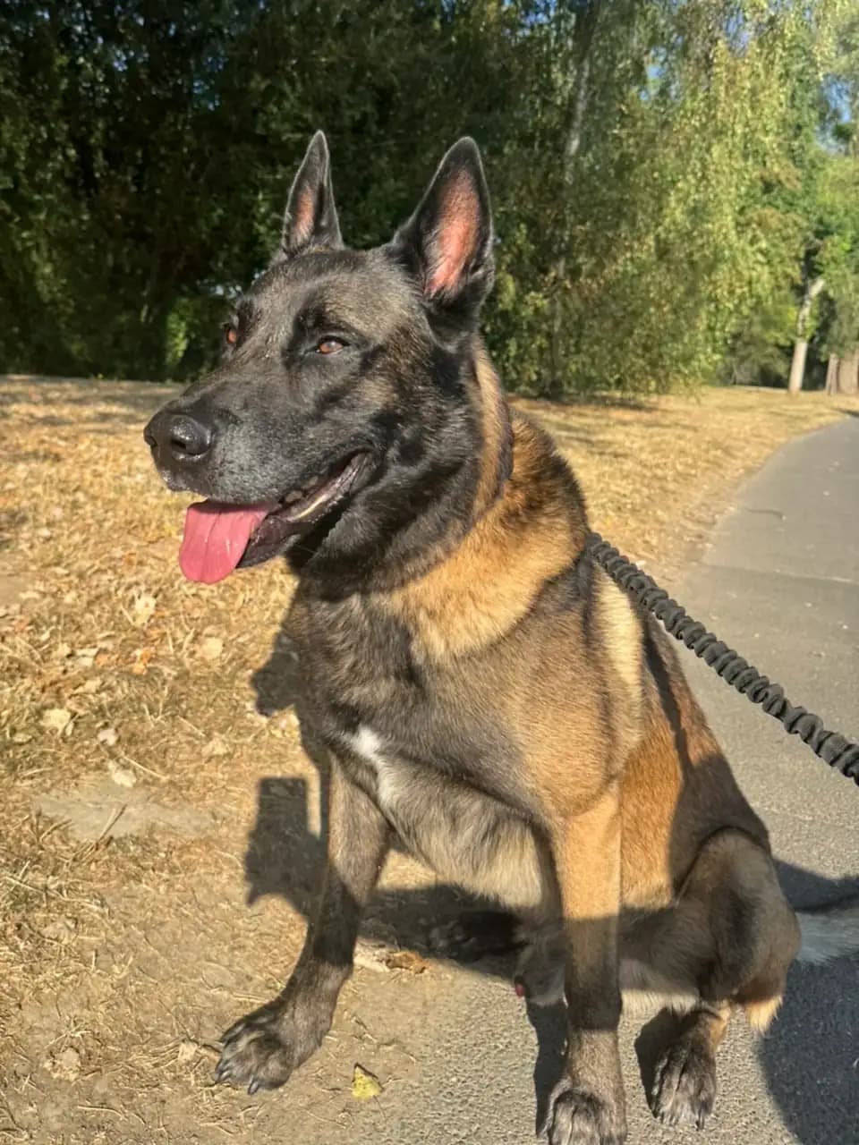 Sam, berger belge malinois au poil charbonné, assis en laisse au bord d’un chemin